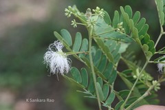 Albizia chinensis
